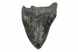 Bargain, Fossil Megalodon Tooth #168946-2